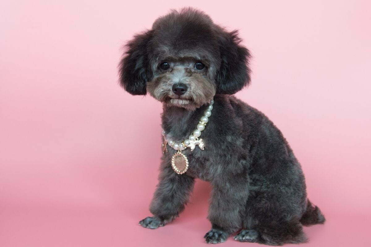 A portrait of toy poodle