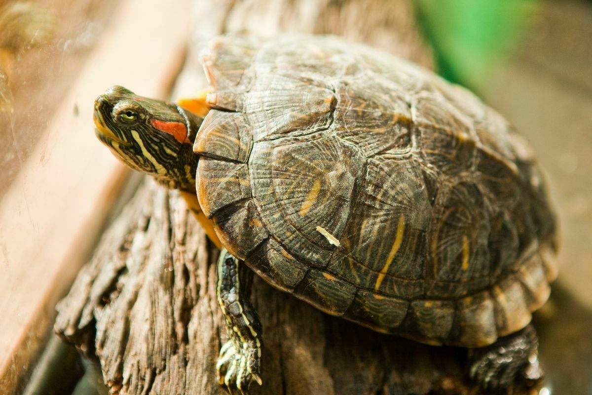 turtle on a log