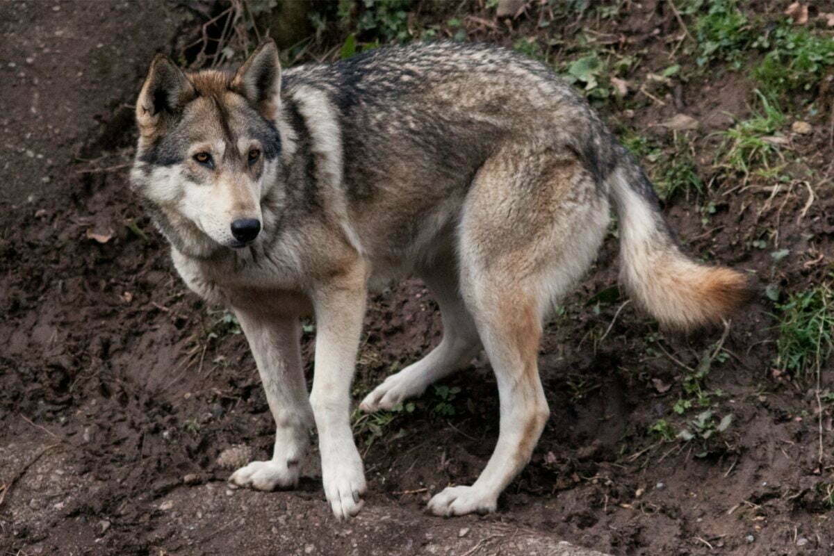 Utonagan Dog