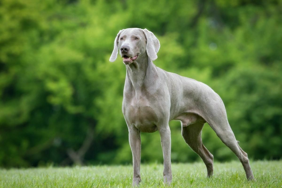 Purebred Weimaraner dog outdoors in nature