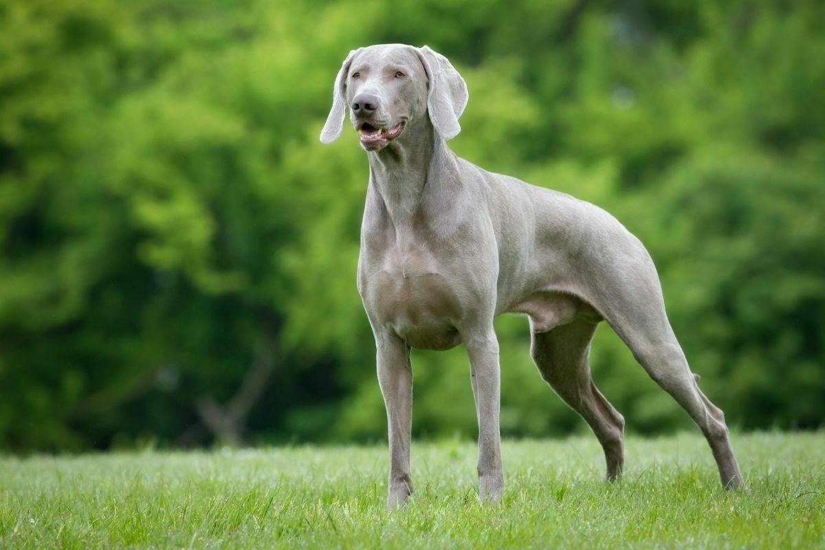 Purebred Weimaraner dog outdoors in the nature on grass