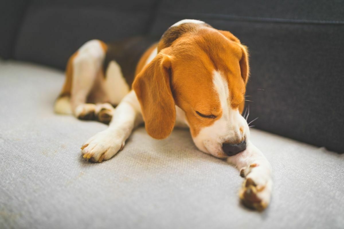 Beagle licking its foot