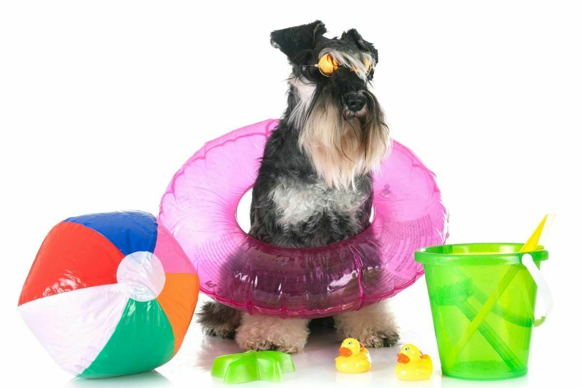 sitting Miniature Schnauzer