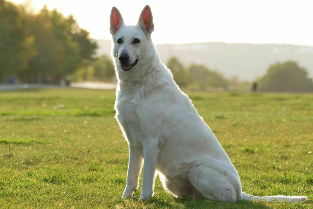White Shepherd