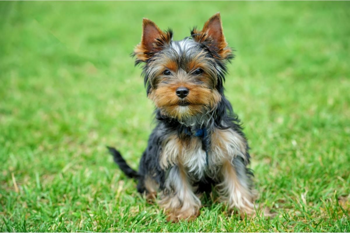 Yorkshire Terrier
