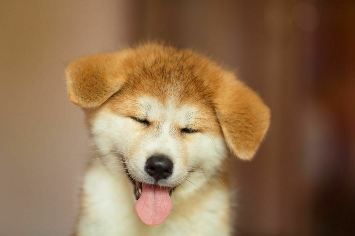 akita ina puppy portrait