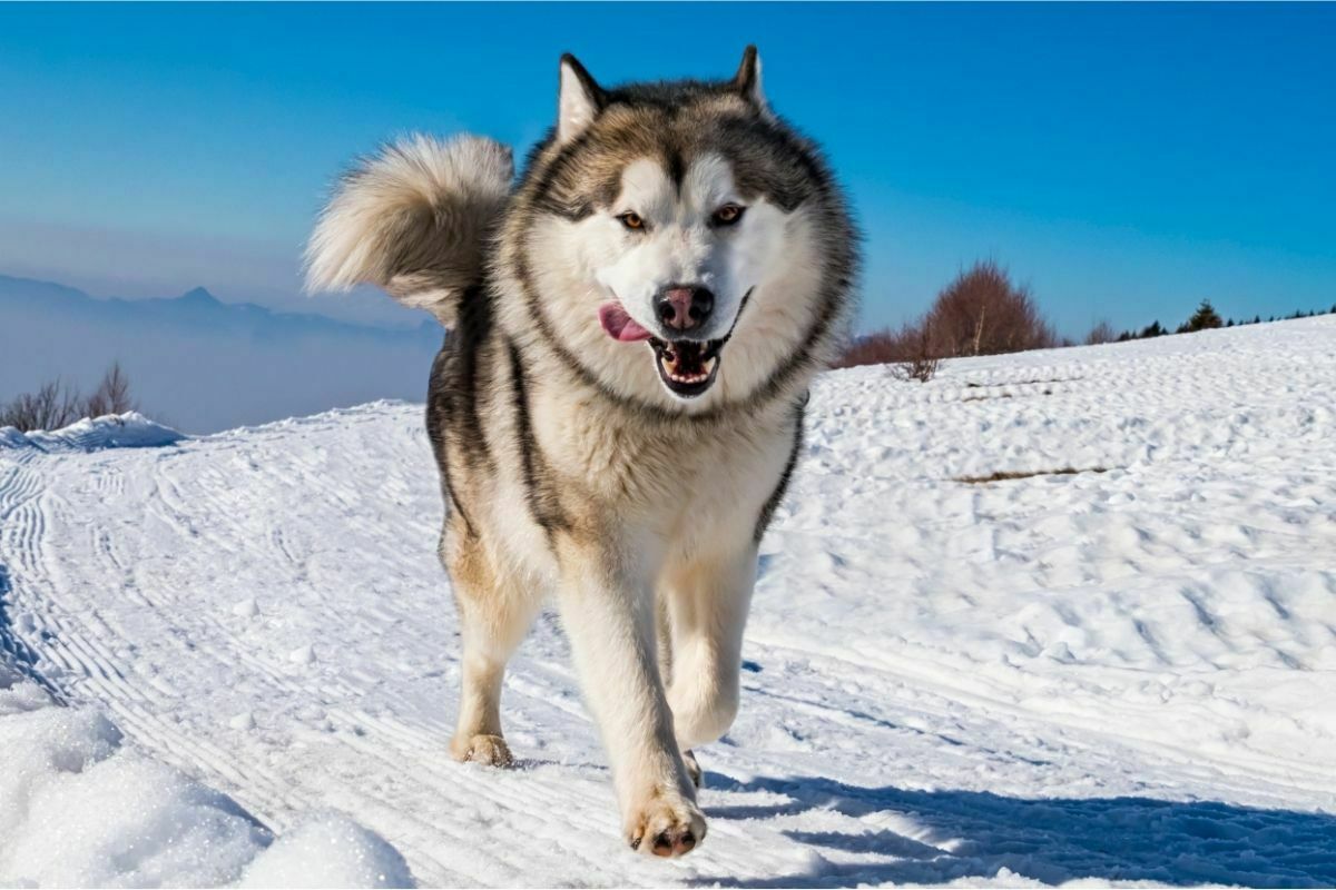 alaskan malamute breed