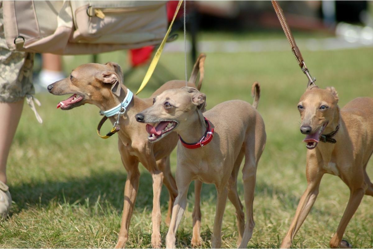 three italian greyhounds