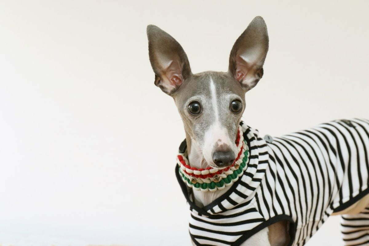 adorable italian greyhound