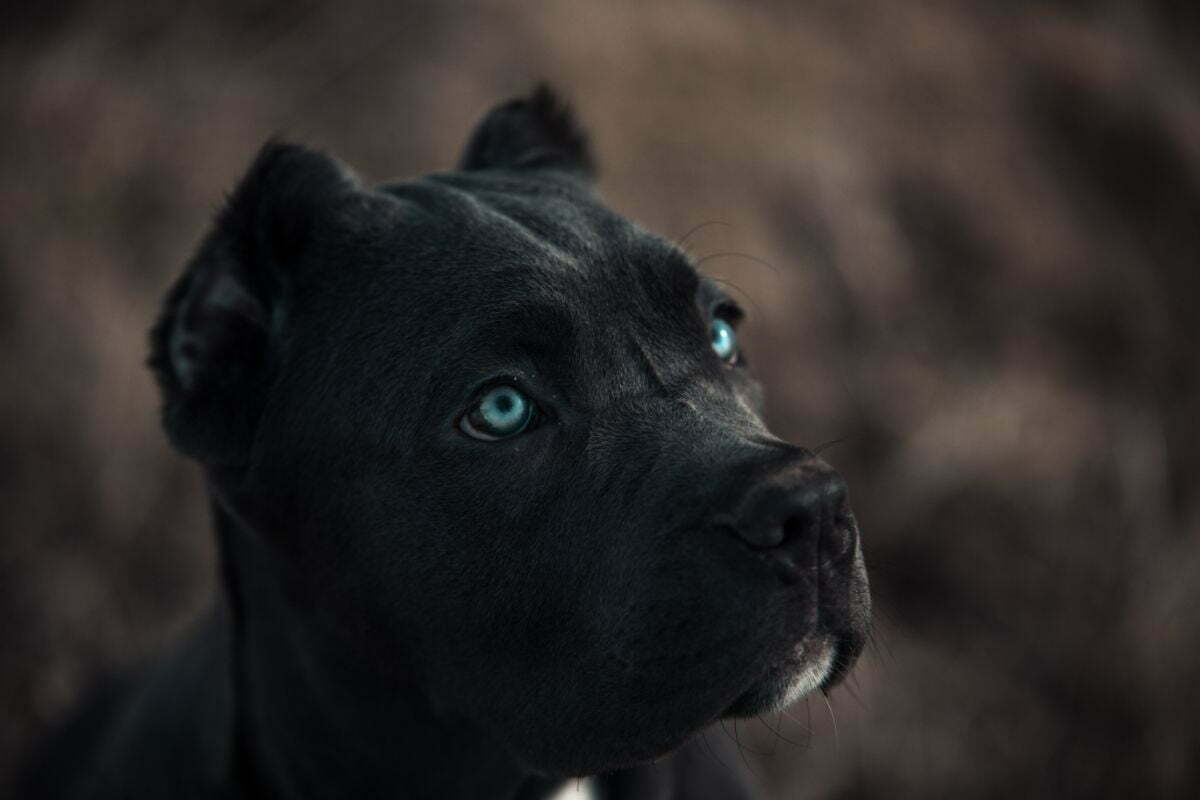 closeup picture of bandog