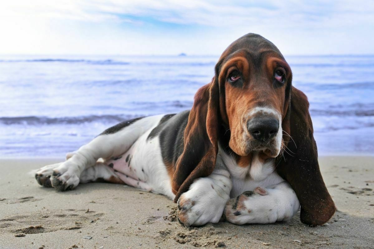 basset hound lying on sandy shoreline
