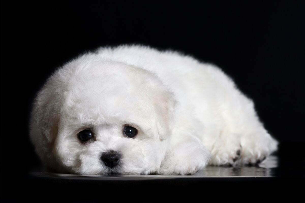 cute bichon frise
