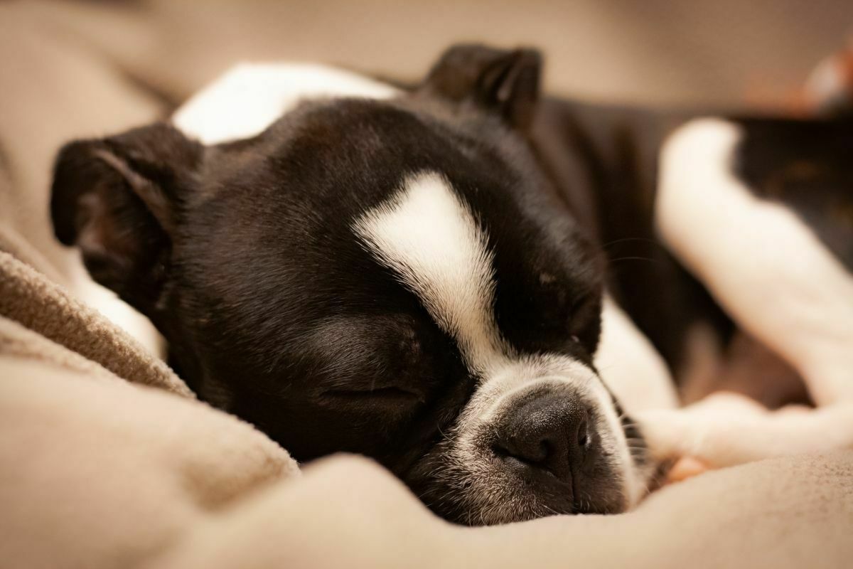 close-up photo of black and white boston terrier sleeping