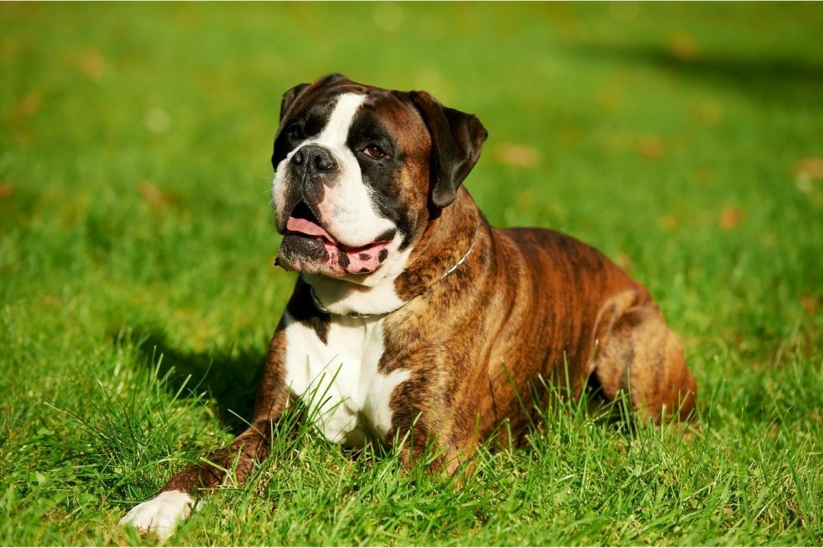 German Tiger Boxer Dog