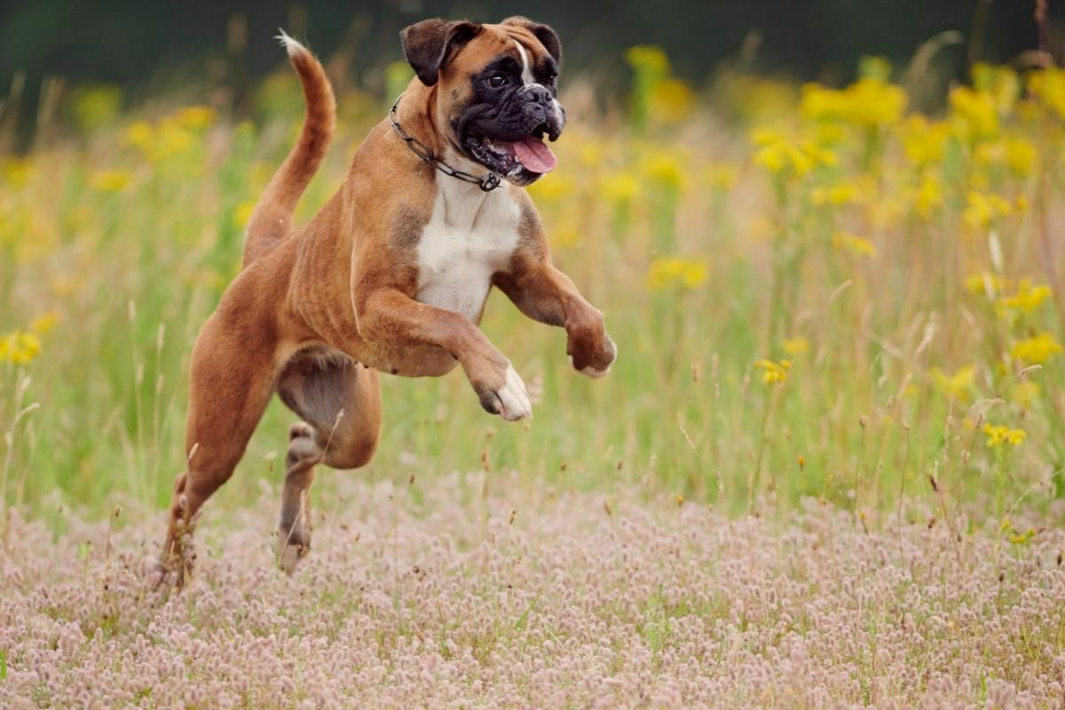 Boxer Dog