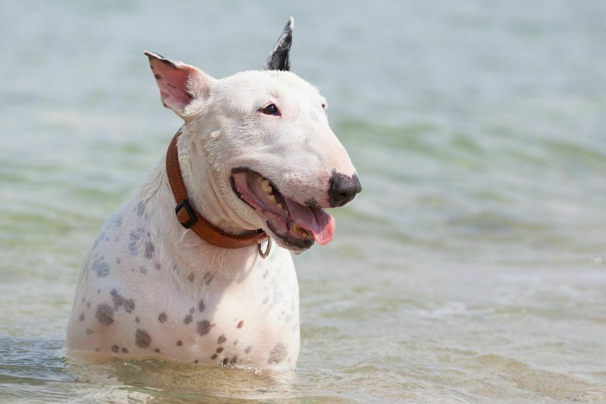 white bull terrier dog
