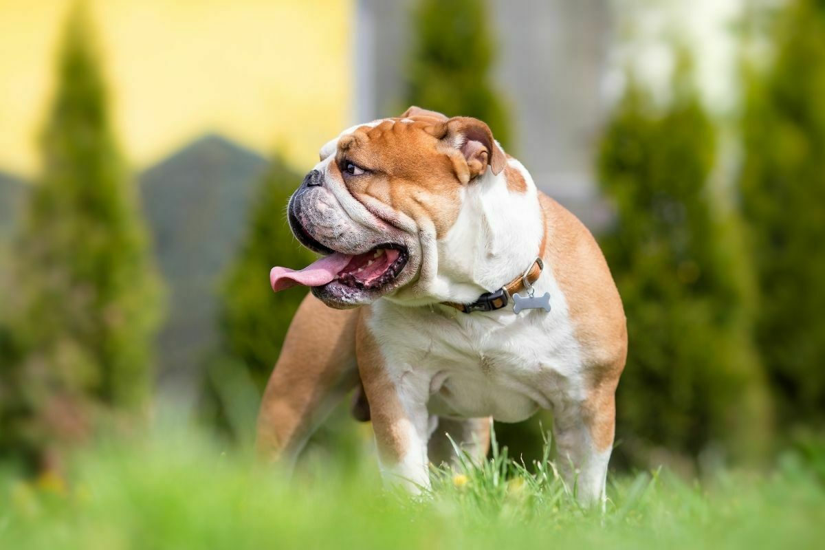 English bulldog in the backyard