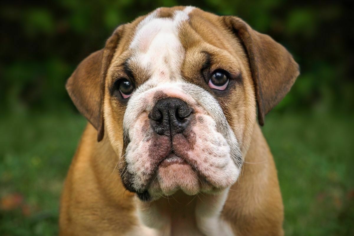 Portrait Of English Bulldog