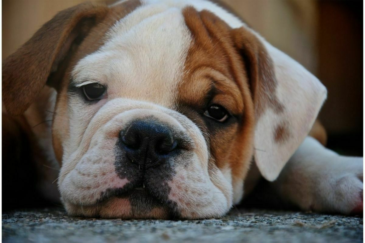 bulldog