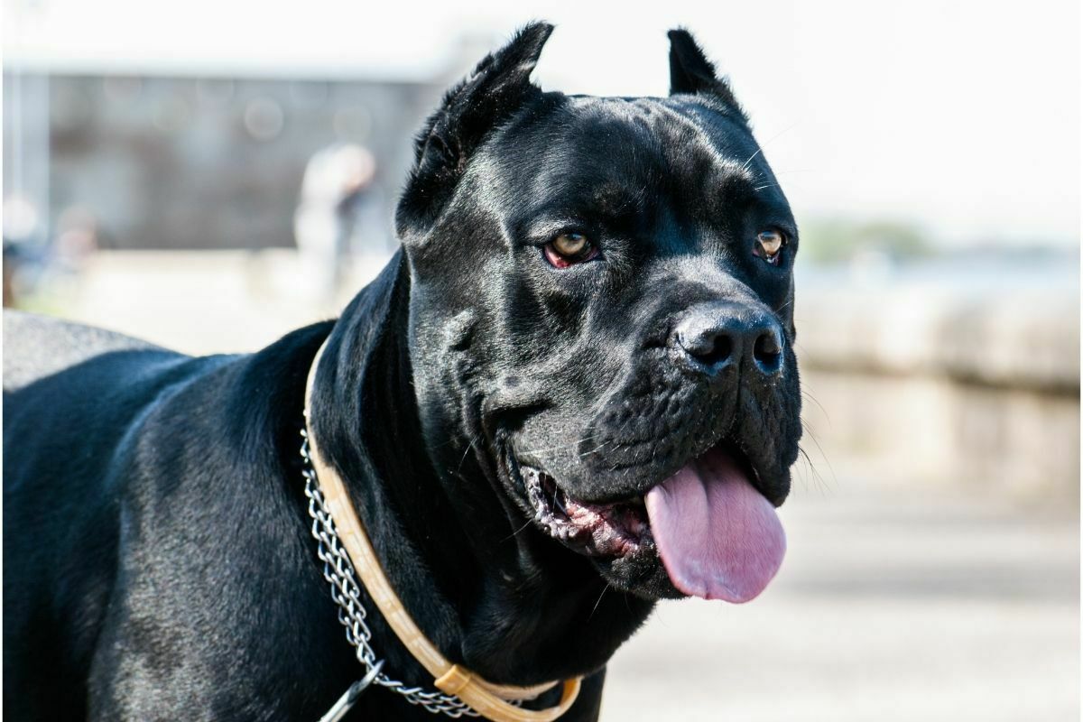 cane corso breed