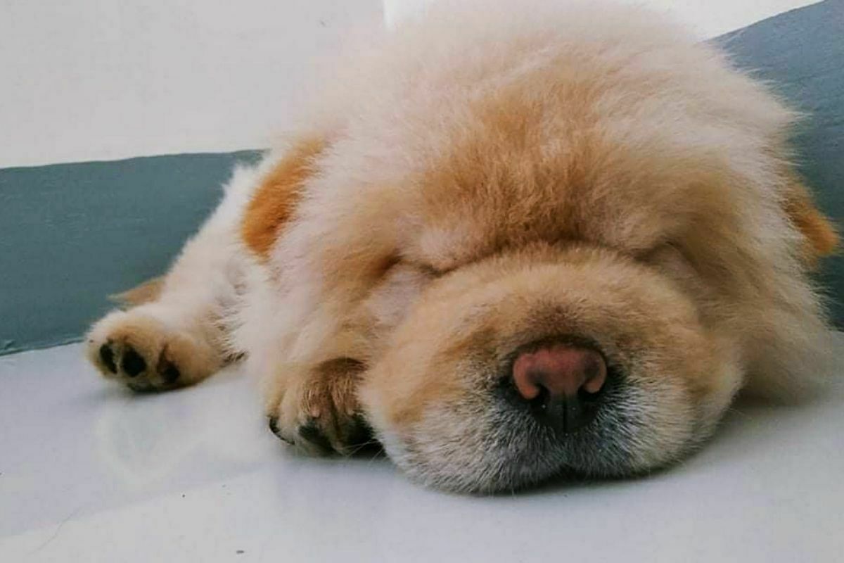 cute sleeping chowchow