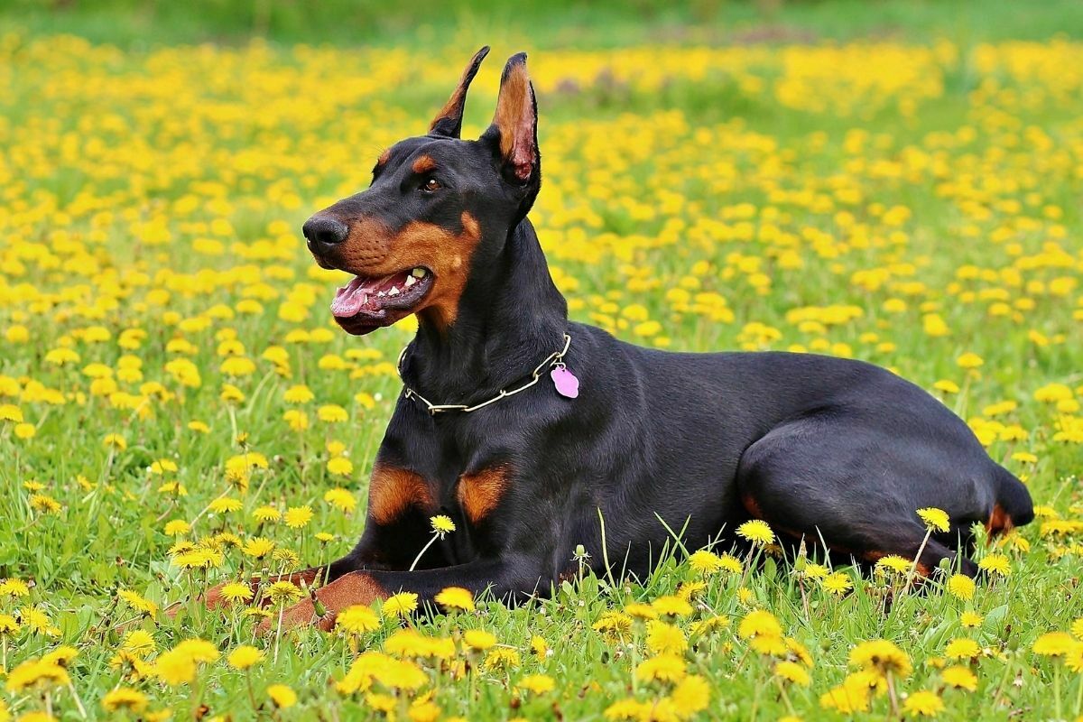 doberman on a field