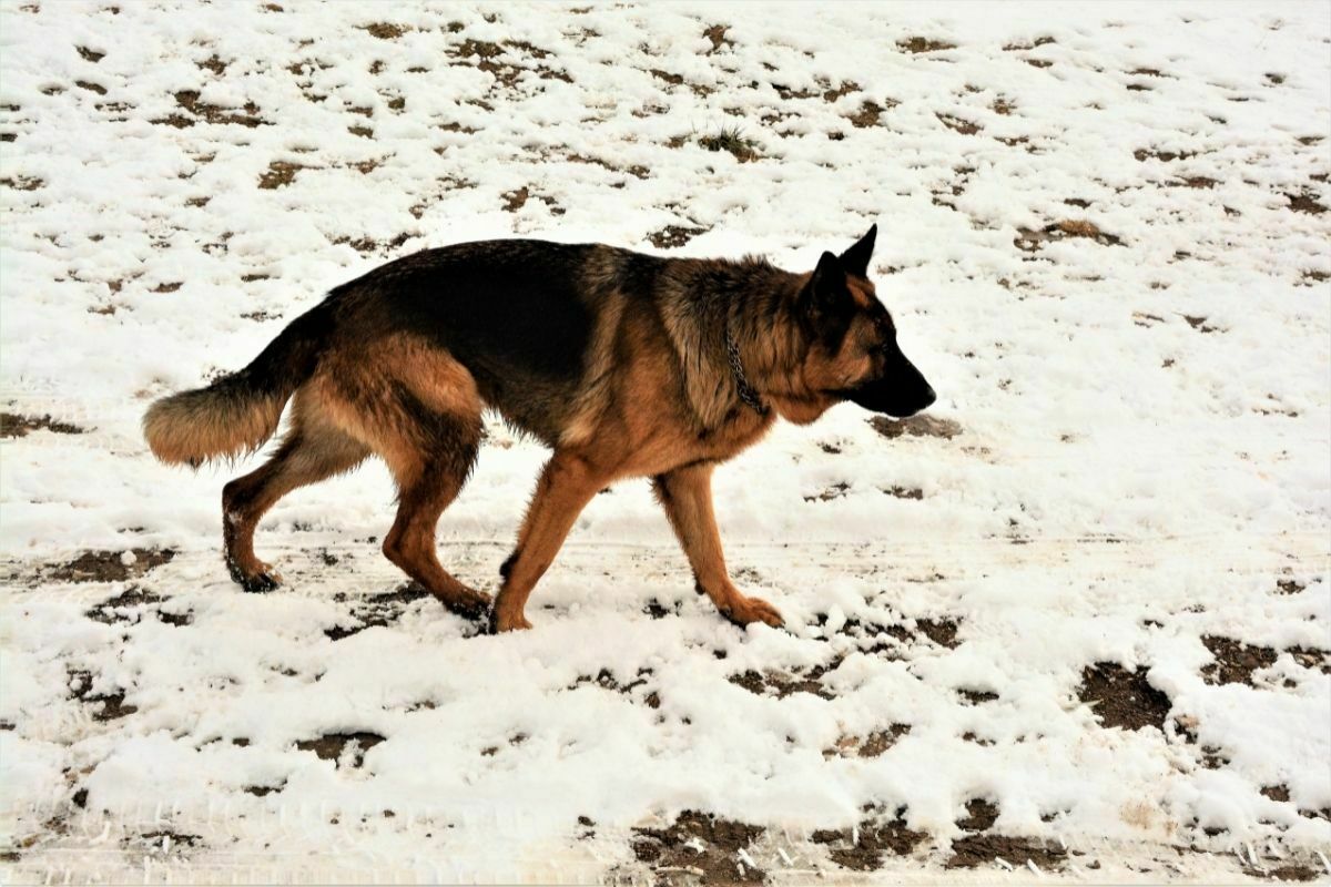 german shepered
