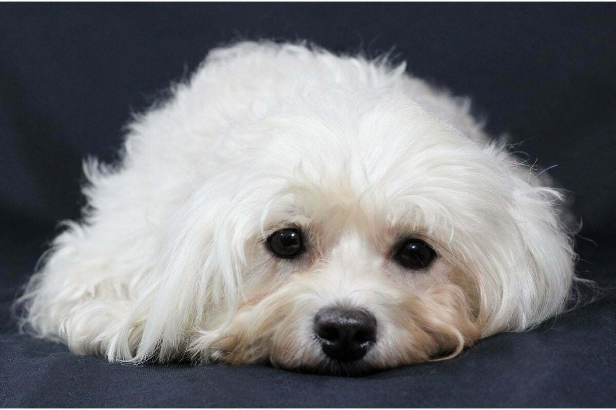 havanese