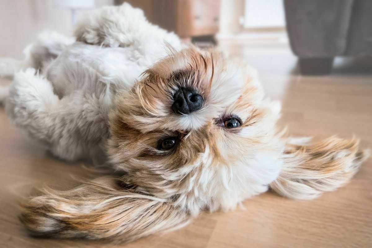 lhasa apso dog lying on the floor