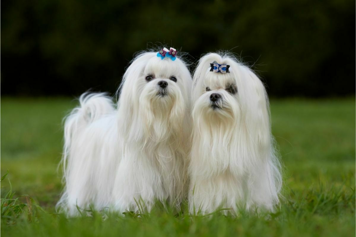 Maltese Toy Dog