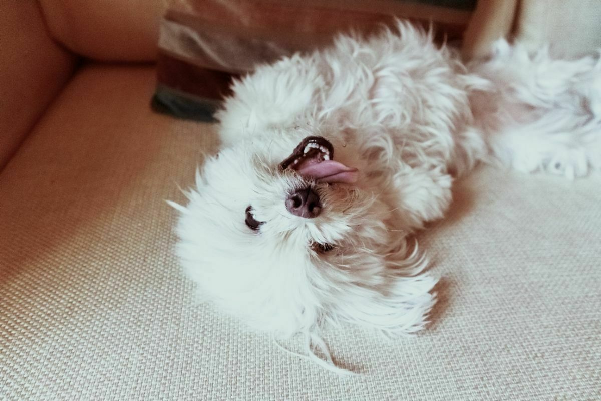 maltese lying down on a sofa