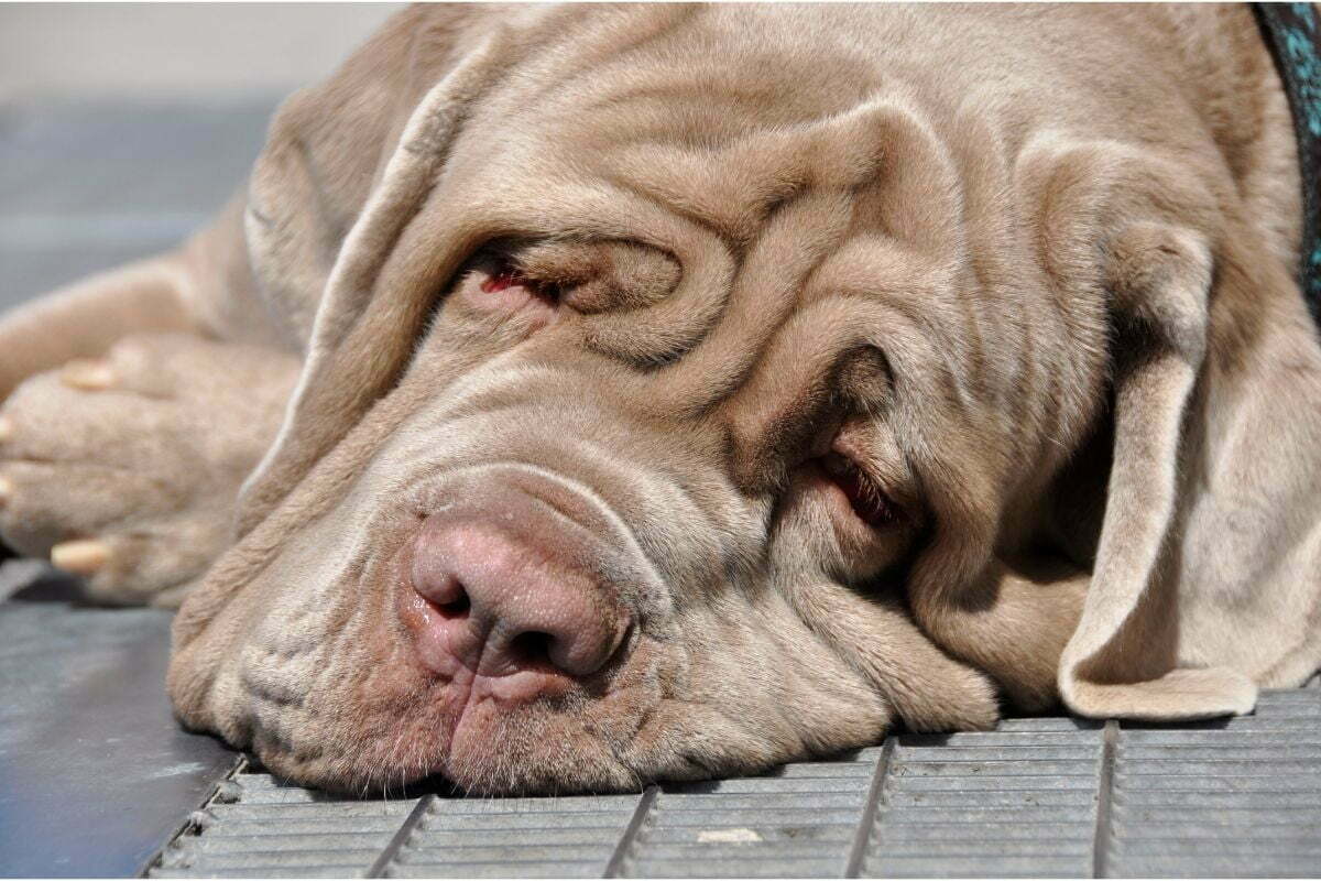 sleepy mastiff