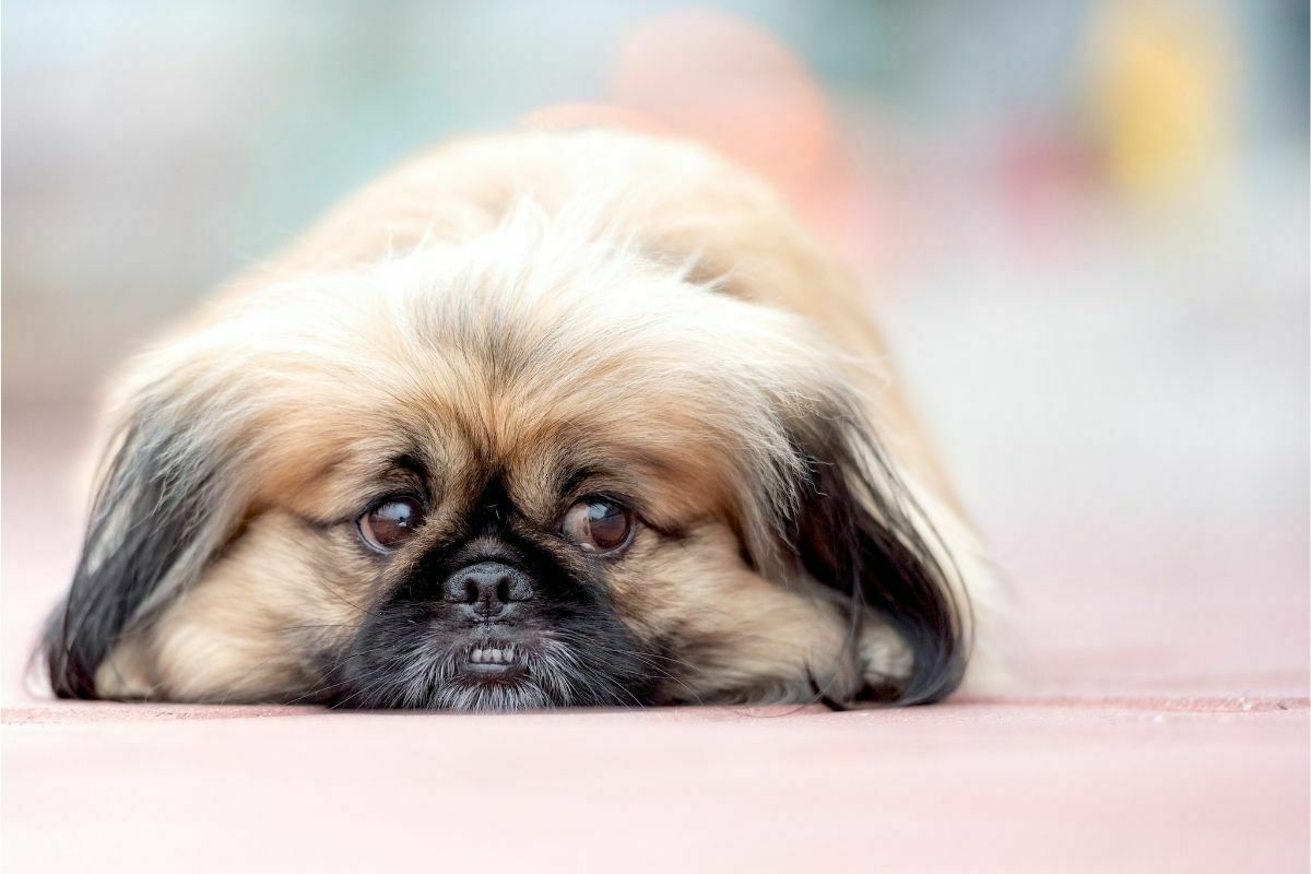 sad pekingese dog