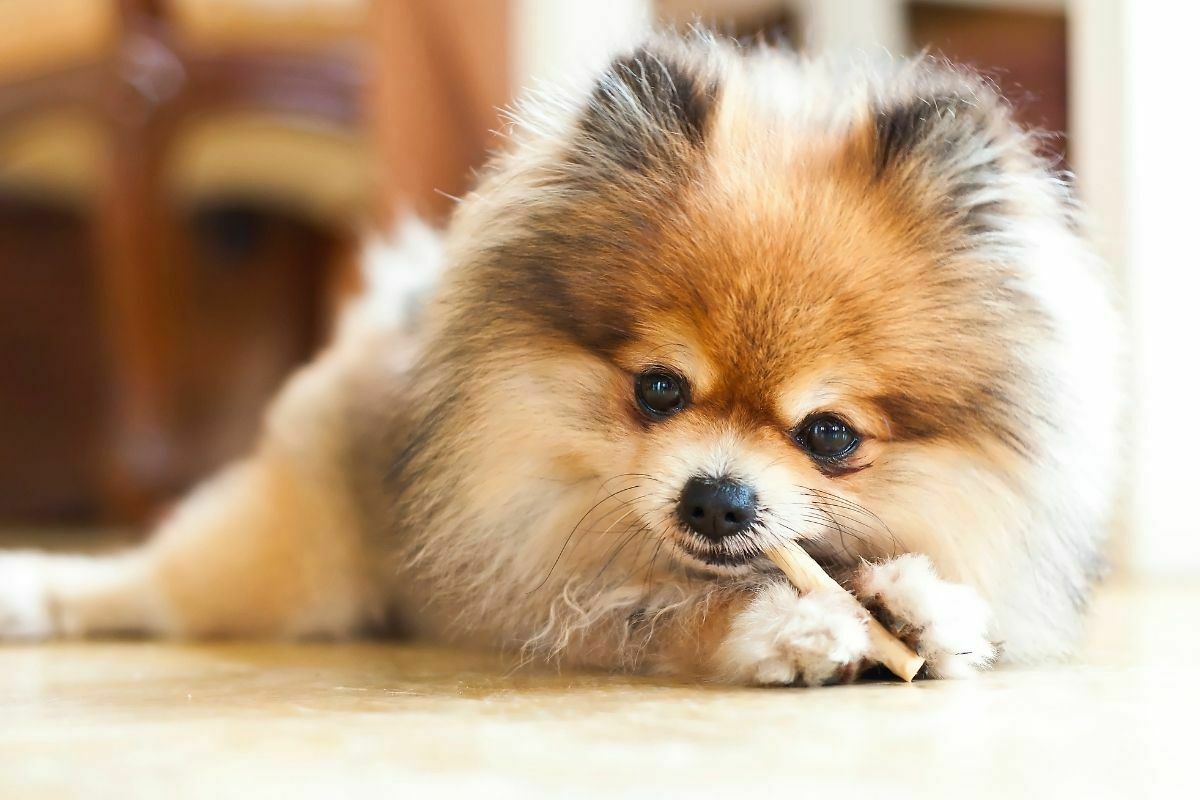 pomeranian chewing stick