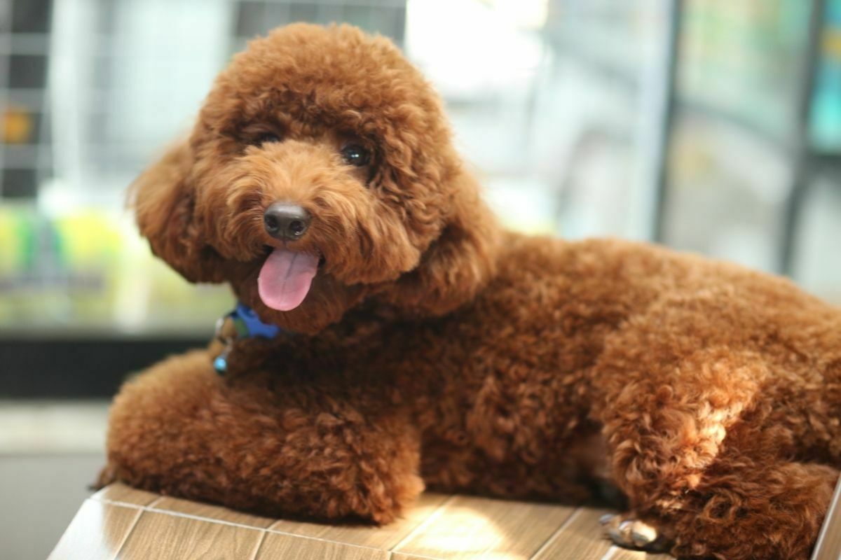 poodle dog