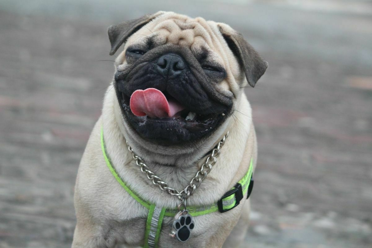 Cute Pug Pet