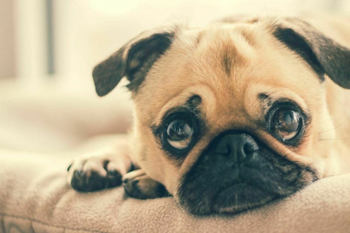 adult fawn pug