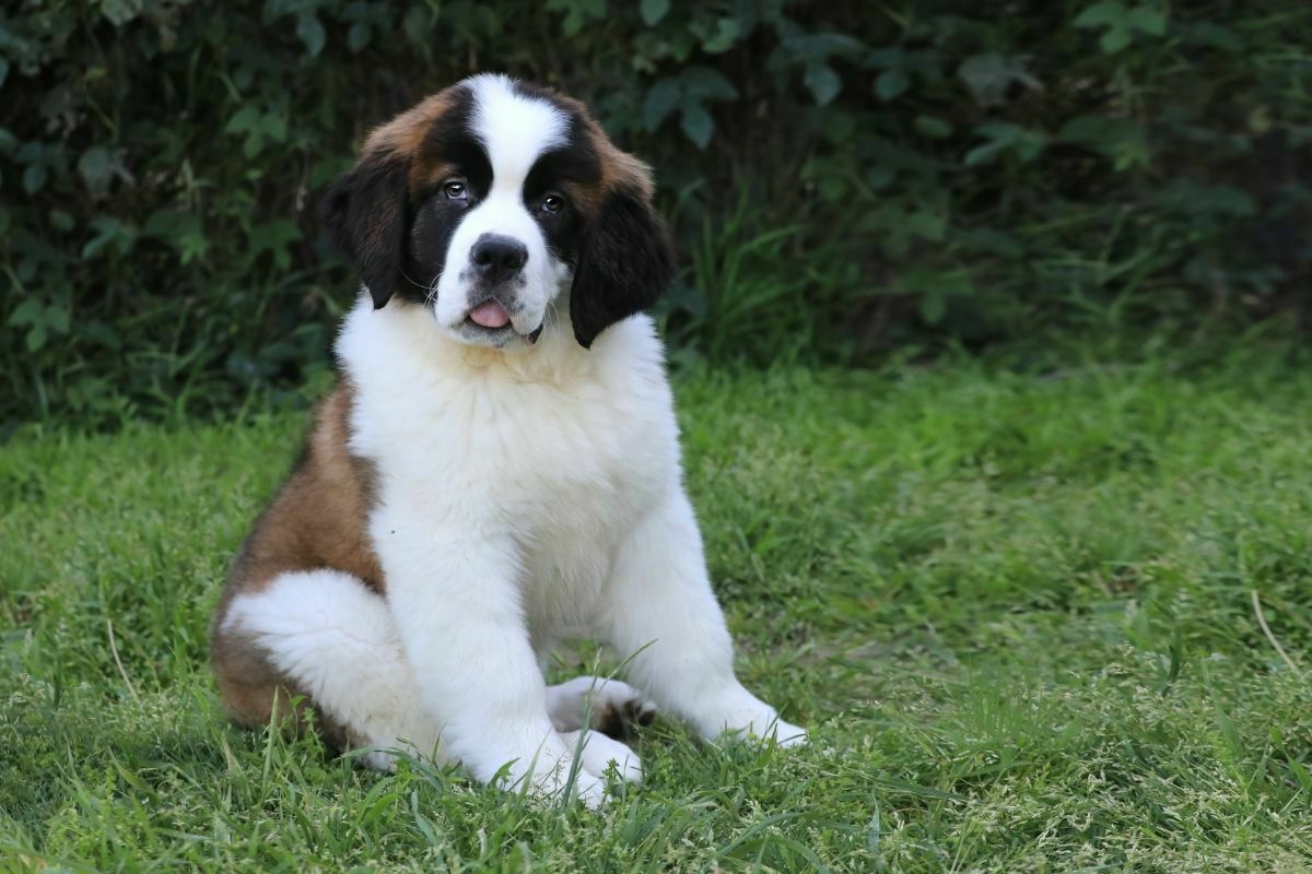Saint Bernard Puppy with Sweet Expression