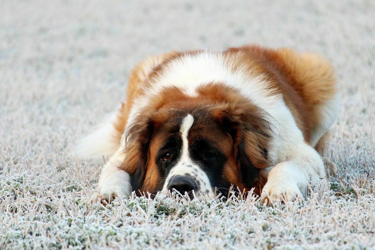 brown and white saint bernard lying on ground