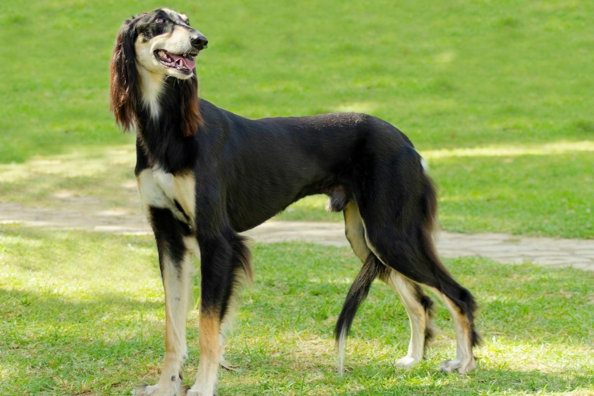 saluki dog