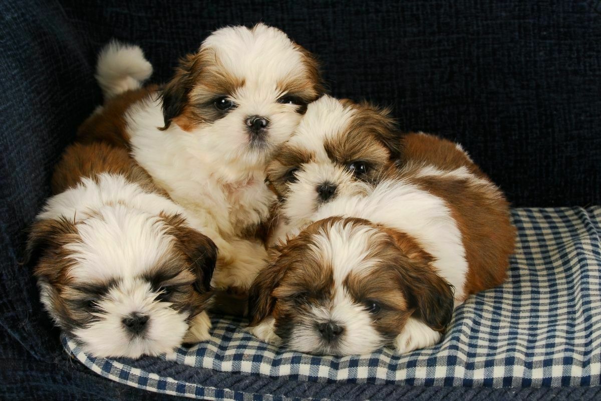 litter of shih tzu puppies