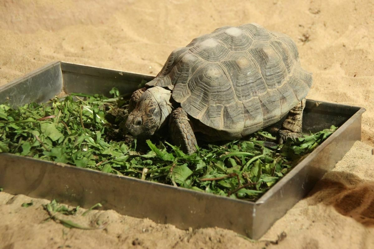 turtle eating