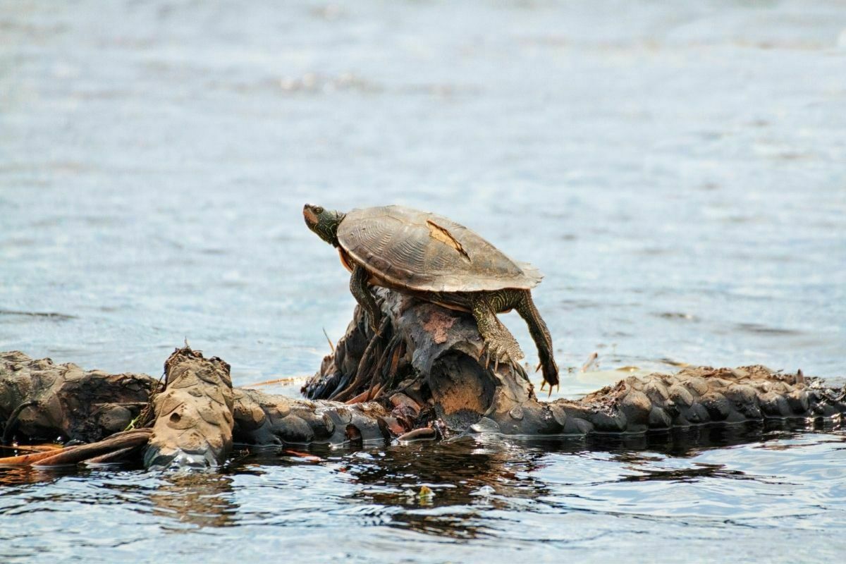 Map Turtle With Cracked Shell Basking In The Sun