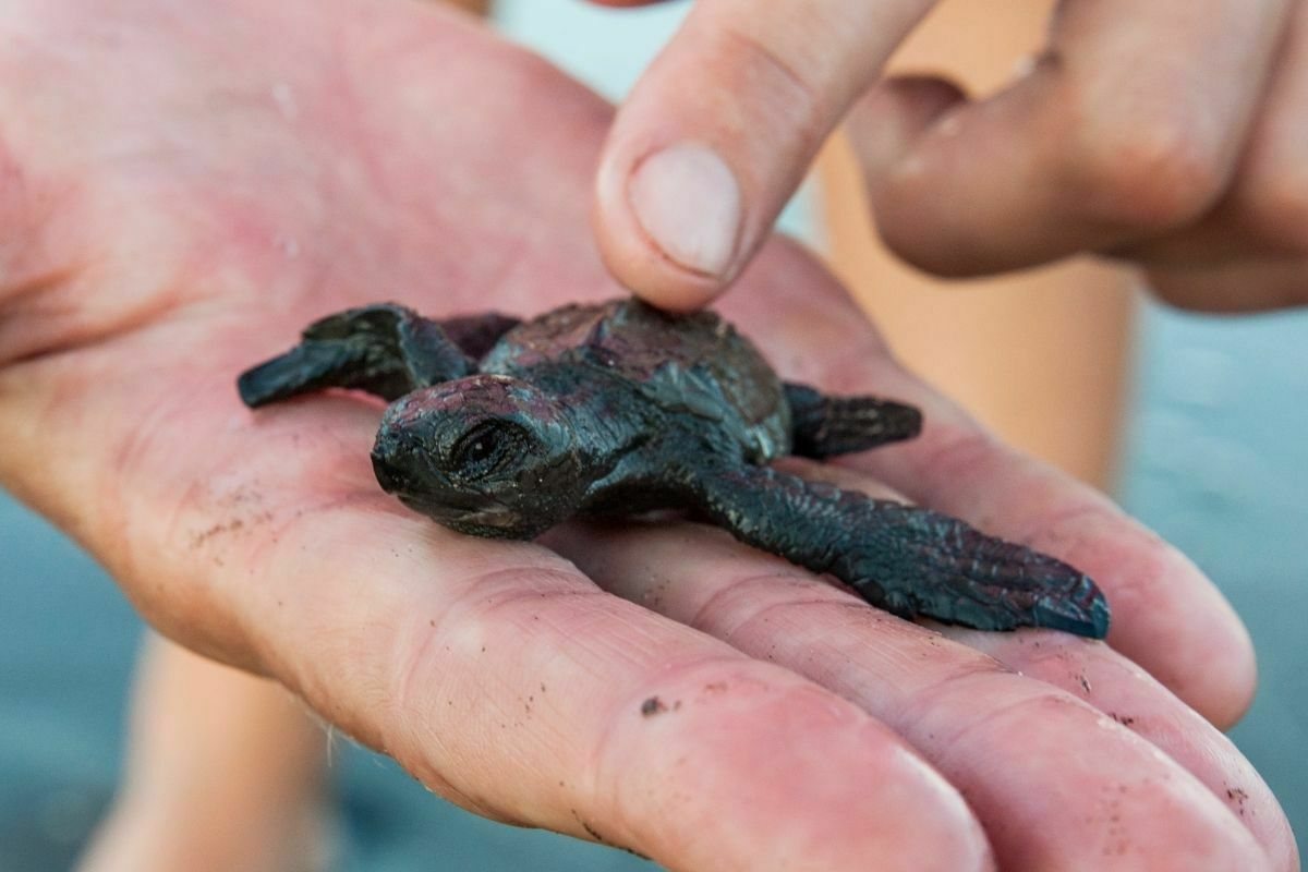 volunteer holding a baby sea turtle