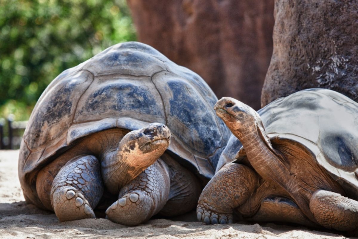two adult tortoise