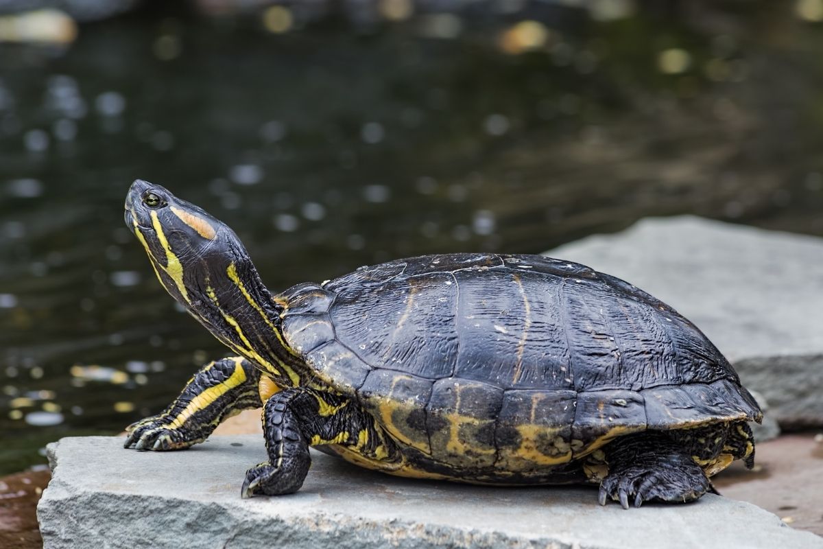 A Western Painted Turtle on a rock by a pond