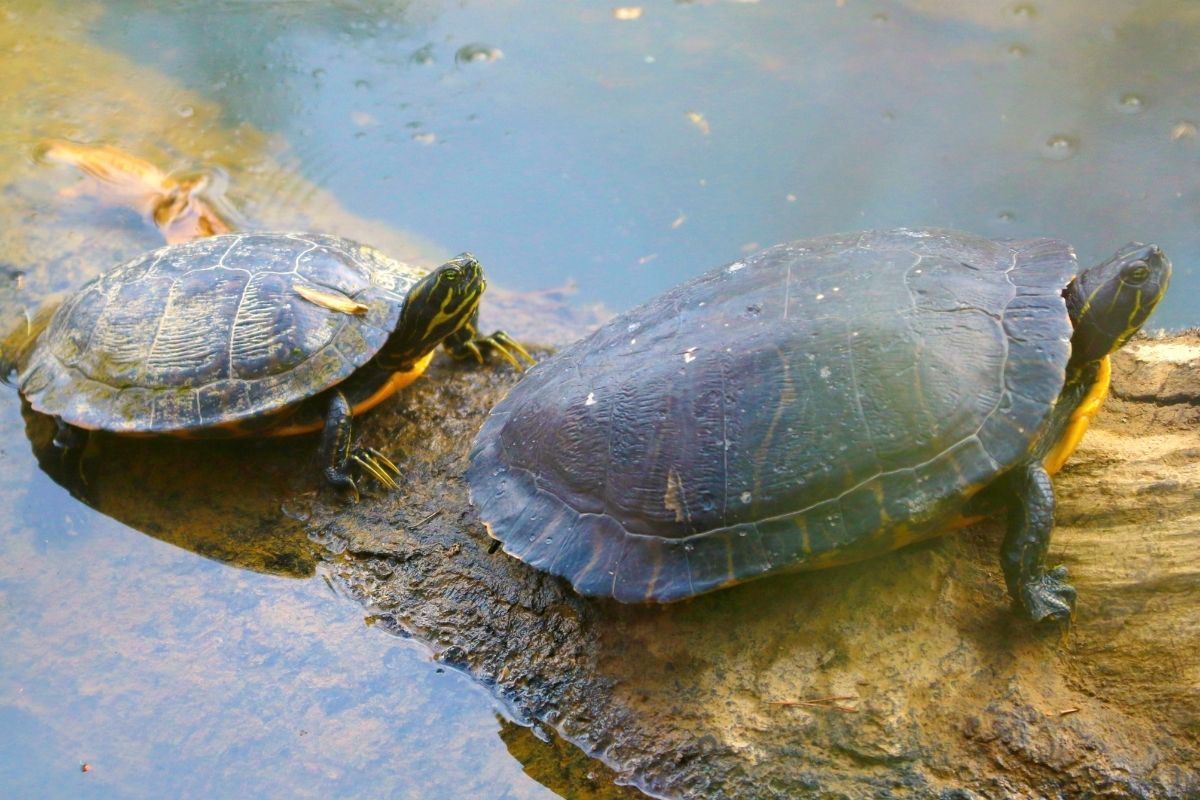2 Missouri River Cooter on the log