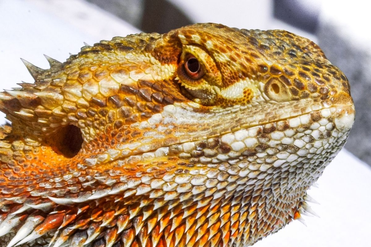 Bearded Dragon Close Up