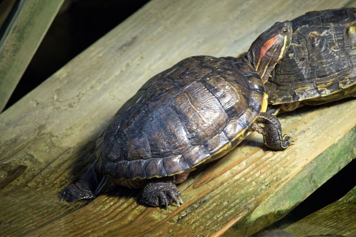 turtle on a wooden plank