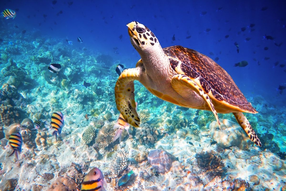 turtle swimming with fishes